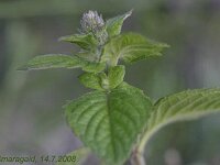 Mentha Wein_2008-07-14_2086