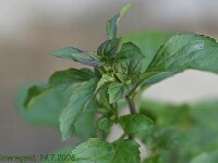 Mentha Zitrone_2008-07-14_2090