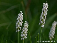 Muscari Botryoides Album_2009-04-13_4598