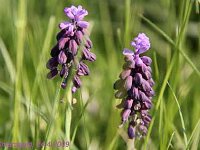 Muscari Latifolium_2009-04-24_4810