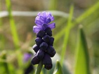 Muscari Latifolium_2011-03-27_3036