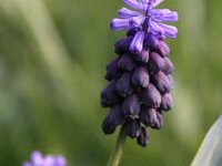 Muscari Latifolium_2012-04-03_7535