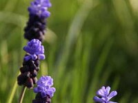 Muscari Latifolium_2013-04-14_1698