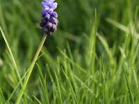 Muscari Latifolium_2014-03-29_7410