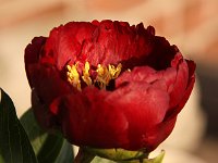 Paeonia Buckeye Belle_2014-05-05 Schnittblume_8477