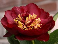 Paeonia Buckeye Belle_2014-05-06 Schnittblume_8499