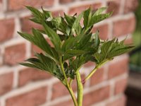Paeonia Buckeye Belle_2014-05-11_8778