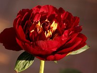 Paeonia Buckeye Belle_2015_05_13_4655