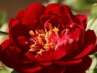 Paeonia Buckeye Belle_2015_05_15_4852