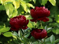 Paeonia Buckeye Belle_2015_06_01_5398 Graefswinning