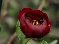 Paeonia Buckeye Belle_2016_05_20_0425