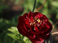 Paeonia Buckeye Belle_2016_05_21_0443