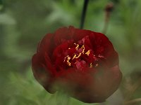 Paeonia Buckeye Belle_2016_05_22_0481