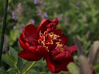 Paeonia Buckeye Belle_2016_05_26_0534