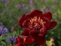 Paeonia Buckeye Belle_2016_05_26_0535