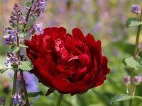 Paeonia Buckeye Belle_2017_05_21_6106