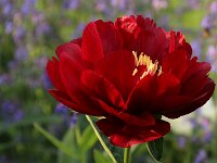 Paeonia Buckeye Belle_2017_05_22_6132