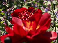 Paeonia Buckeye Belle_2017_05_25_6338