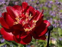 Paeonia Buckeye Belle_2017_05_25_6344