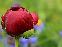 Paeonia Buckeye Belle_2018_05_13_2885