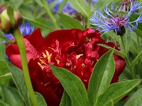 Paeonia Buckeye Belle_2018_05_19_3000