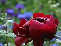 Paeonia Buckeye Belle_2018_05_20_3010