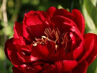 Paeonia Buckeye Belle_2019_05_23_8966