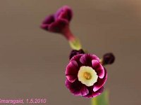 Primula auricula Argus_2010-05-01_0802