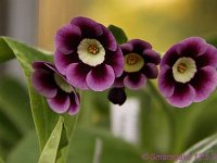 Primula auricula Argus_2012-05-12_7886