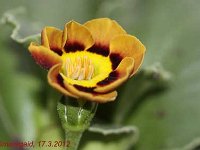 Primula auricula Ash Bay_2012-03-17_7373