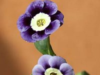 Primula auricula Ash Blue_2012-02-25_7210