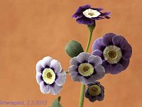 Primula auricula Ash Blue_2012-03-02_7249