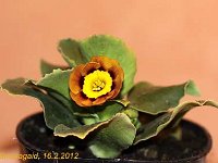 Primula auricula Ash Brown_2012-02-16_7073