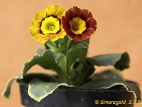 Primula auricula Ash Brown_2012-03-02_7252