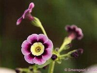 Primula auricula Ash Rose_2012-05-04_7784