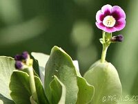 Primula auricula Ash Rose_2013-05-01_1860