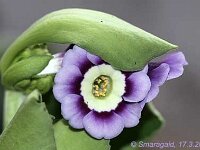 Primula auricula Ash Violet_2012-03-17_7374