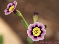 Primula auricula Ash Violet_2012-05-02_7742