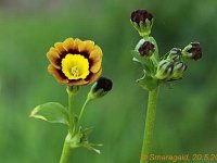Primula auricula Ash brown_2012-05-20_7991