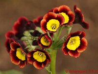 Primula auricula Ash red_2012-06-05_8927