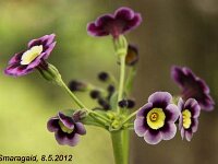 Primula auricula Ash rose_2012-05-08_7838