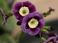 Primula auricula Ash violet_2012-05-08_7834