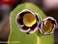 Primula auricula Blue Yodeler_2012-05-02_7758