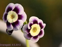 Primula auricula Blue Yodeler_2012-05-04_7777