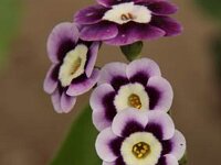 Primula auricula Blue Yodeler_2012-05-12_7885