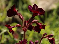 Primula Amethyst Cowichan_2016_04_17_9817