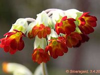 Primula Coronation Cowslips_2012-04-03_7533