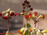 Primula Coronation Cowslips_2012-04-23_7675