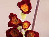 Primula Coronation Cowslips_2012-05-04_7795