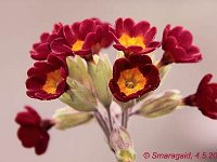 Primula Coronation Cowslips_2012-05-04_7796
